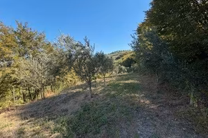 terreno agricolo