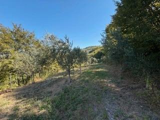 terreno agricolo