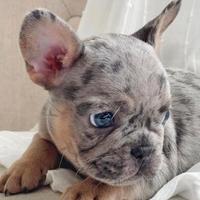 Cucciolo Bulldog Francese M
