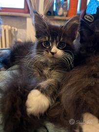 Maine Coon cuccioli