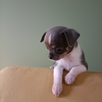 Coccolosi