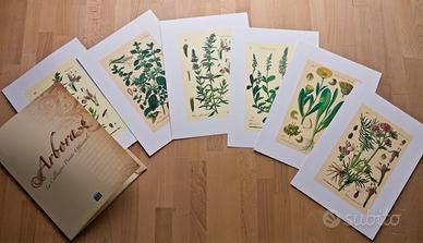 Stampe litografiche: 6 piante Officinali