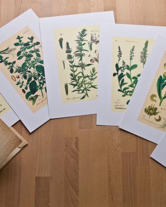 Stampe litografiche: 6 piante Officinali