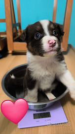 Cuccioli di Pastore Australiano