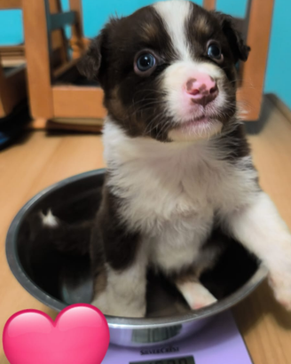 Cuccioli di Pastore Australiano