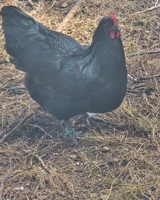 Galline