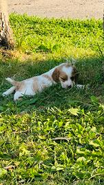 Cuccioli espaniel breton