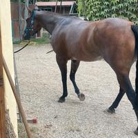 Quarter horse reining