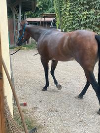 Quarter horse reining