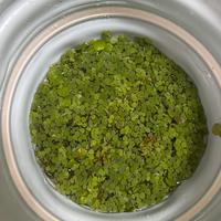 Piante galleggiante acquario