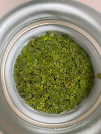 Piante galleggiante acquario