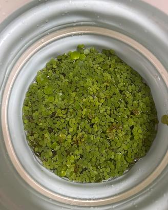 Piante galleggiante acquario