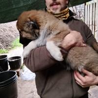 Cuccioli pastore del caucaso