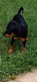 Pincher