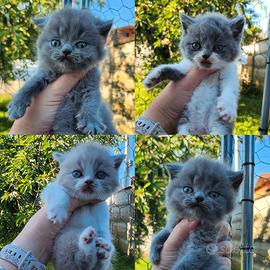 British Shorthair