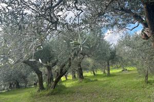 Uliveto con annesso rudere