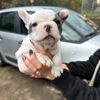 Cuccioli bulldog francese