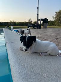 Cucciola jack russel