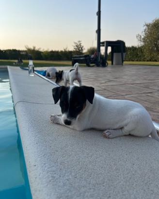 Cucciola jack russel