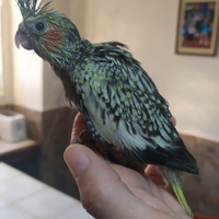 Pappagalli calopsite allevate a mano