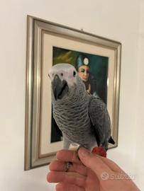 Pappagallo Cenerino allevato a mano maschio