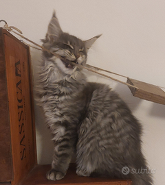 Allevamento Passion Lynx