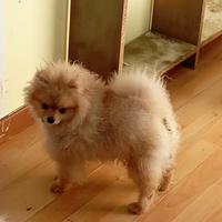 Spitz Pomerania pedigree
