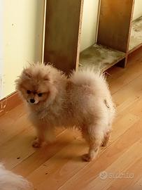 Spitz Pomerania pedigree