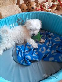 Cuccioli maltese Toy bianco 60 giorni