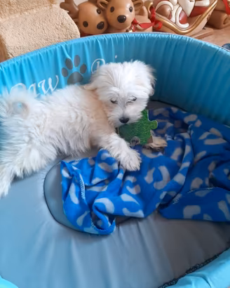Cuccioli maltese Toy bianco 60 giorni