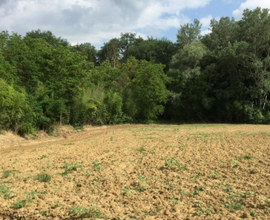 Terreno agricolo a Bagnacavallo