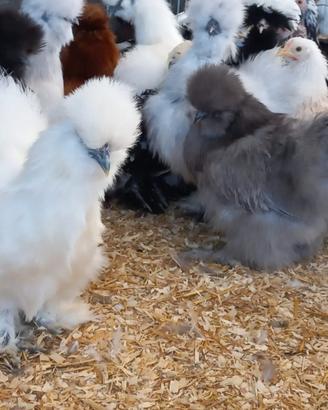 Galline ornamentali