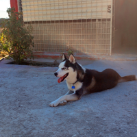 Siberian husky per monta