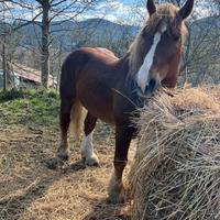 Cavallo tpr