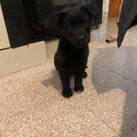 Incrocio husky - labrador