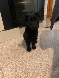 Incrocio husky - labrador