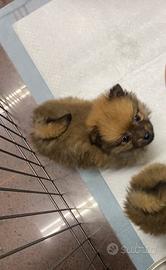 Spitz di Pomerania cuccioli