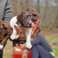 Cane Cucciolo LAGOTTO ROMAGNOLO