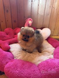Spitz di pomerania carbonato