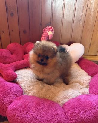 Spitz di pomerania carbonato