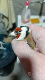 Cardellino mayor cambio