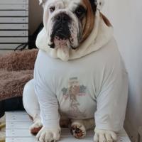 Bulldog inglese