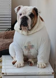 Bulldog inglese