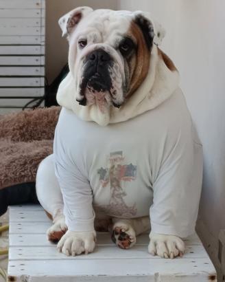 Bulldog inglese