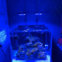 Acquario VIV Marine + mobile supporto