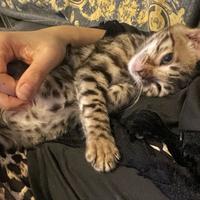 Cuccioli di Bengala