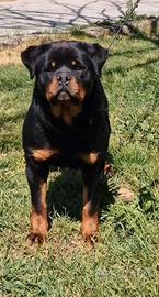 Cucciolona rottweiler femmina