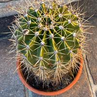 Cactus - Pianta grassa