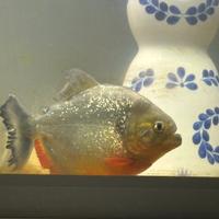 Piranha cariba caribe pygocentrus predatore acqua