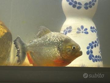 Piranha cariba caribe pygocentrus predatore acqua